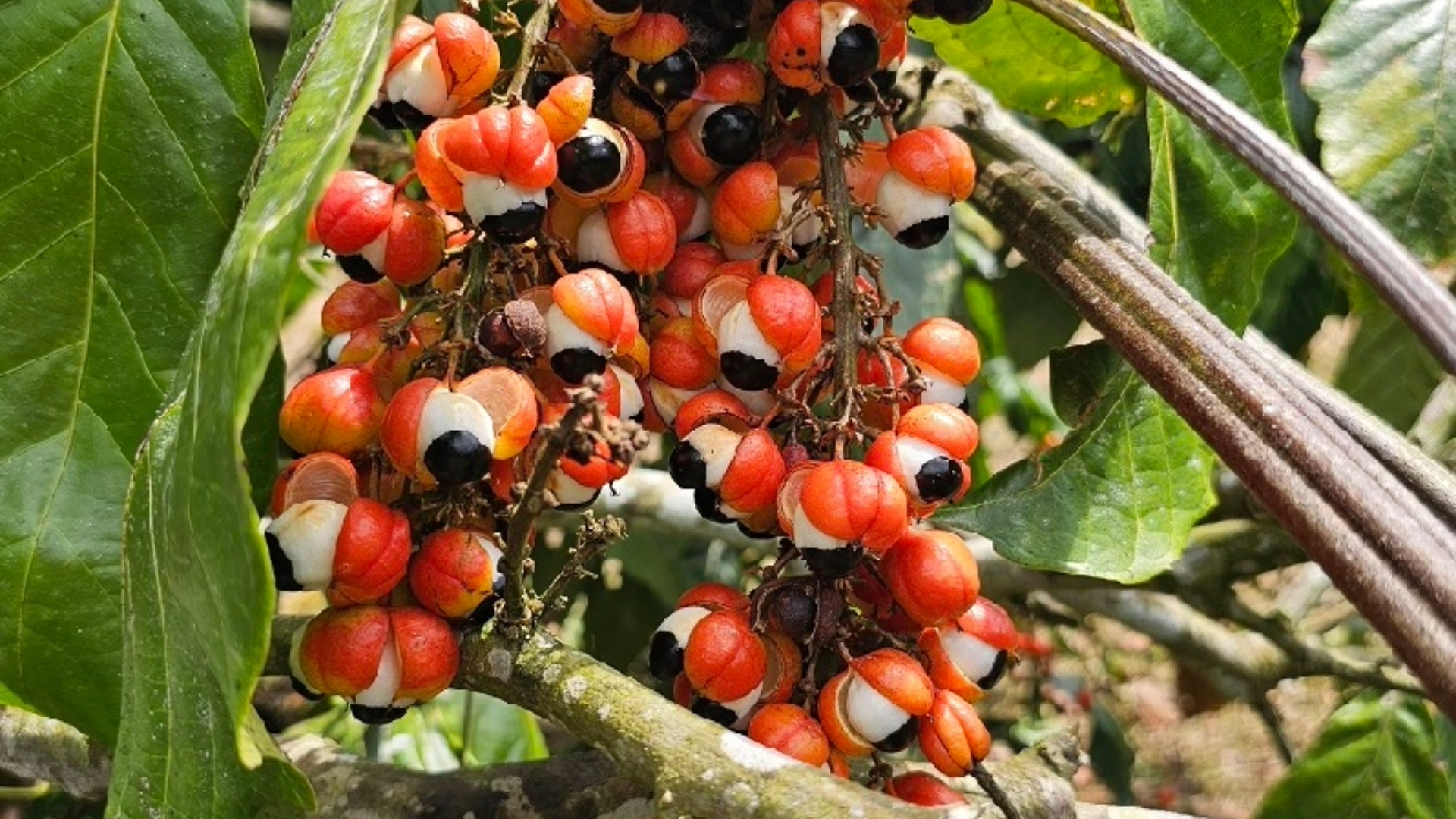 Frutas nativas do Brasil mostram potencial contra o envelhecimento celular