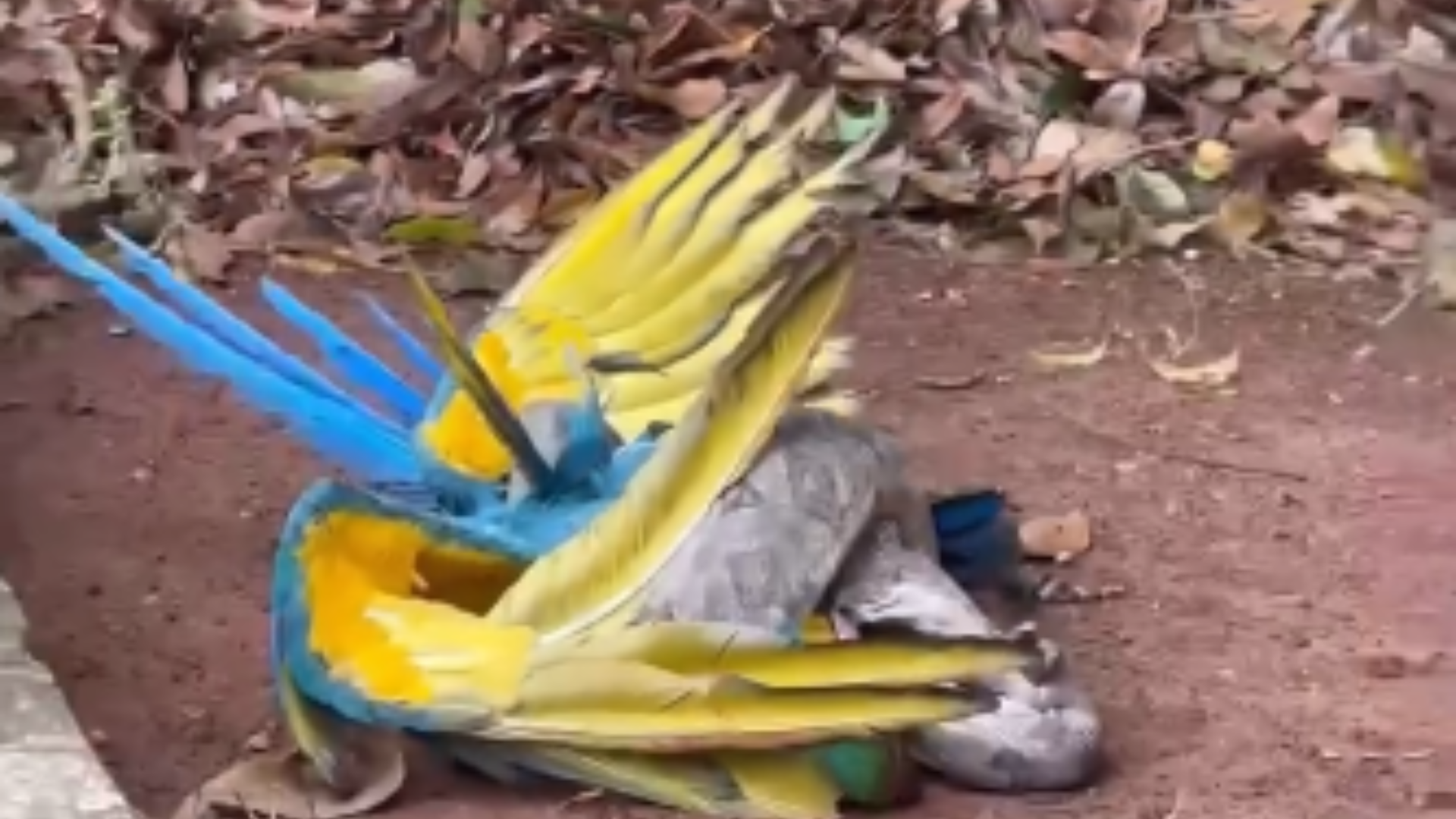 Bióloga registra jiboia atacando arara-canindé