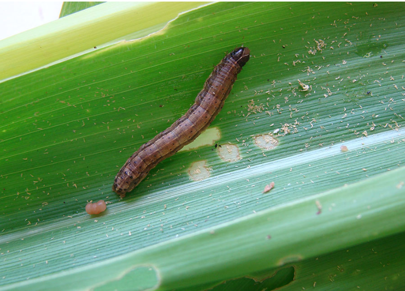 Cientistas descobrem como milho atrai lagarta-do-cartucho