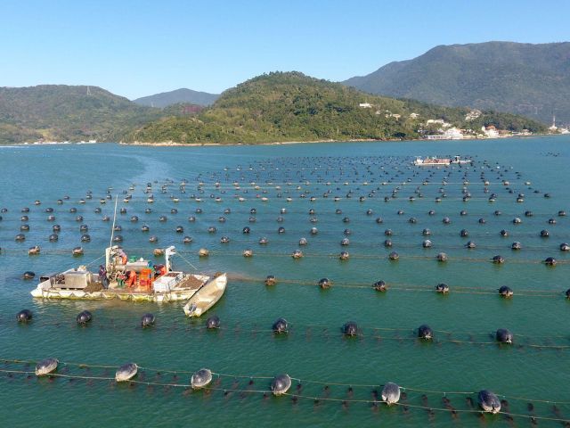 FIRMA 2024: Floripa recebe encontro internacional sobre aquicultura e pesca