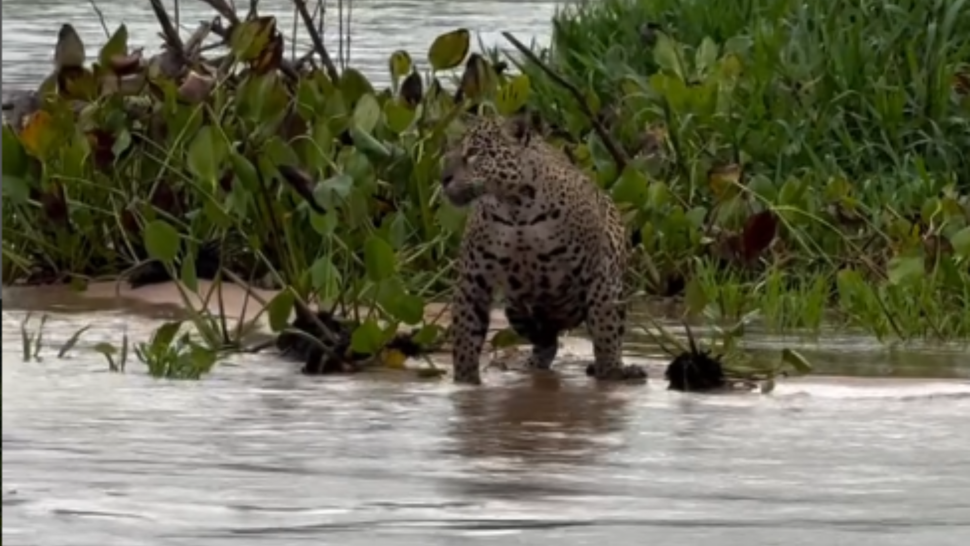 Flagrante: onça ataca família de capivaras no Pantanal