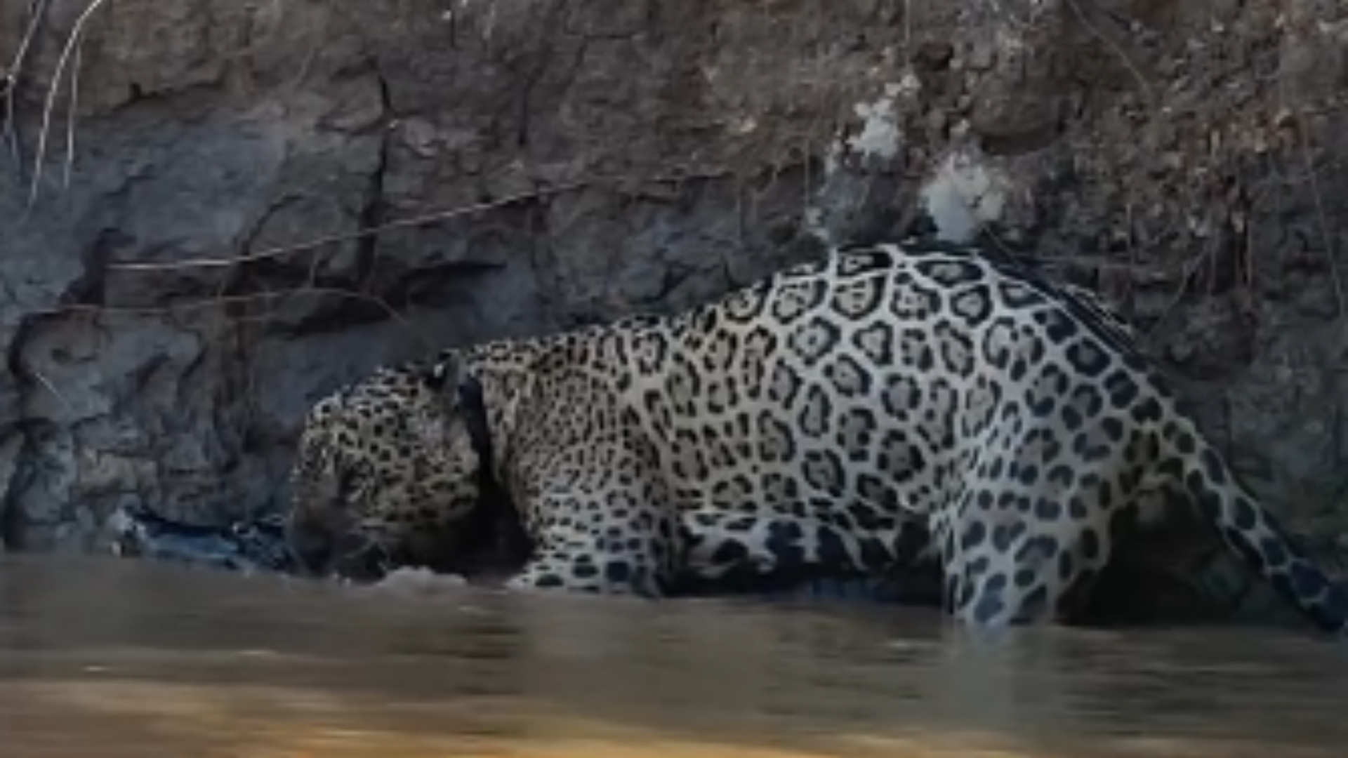 Onça pintada atravessa rio com jacaré na boca após falhar em subir barranco