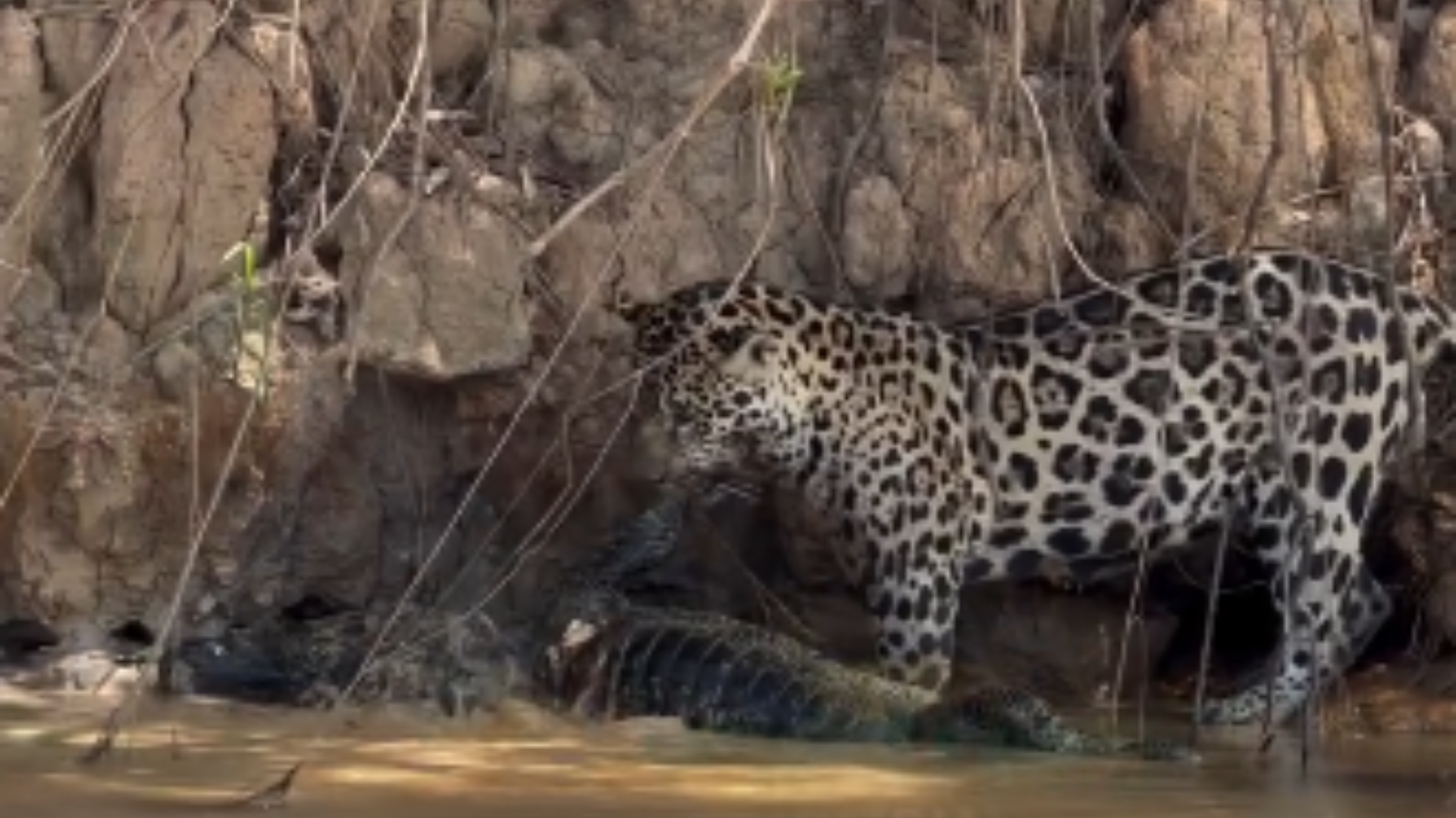 Dois por um: onça-pintada caça jacaré e pesca piranhas no Pantanal