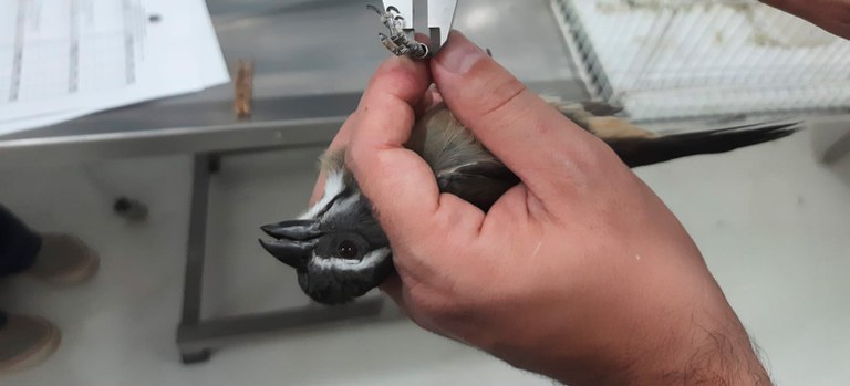 Operação desmonta esquema de tráfico online de animais silvestres