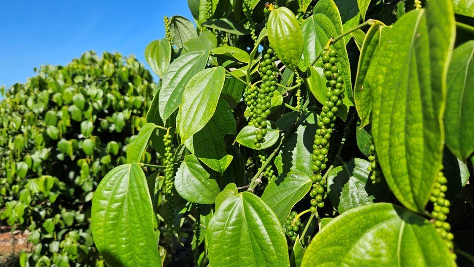 Espírito Santo lidera exportação de pimenta-do-reino no país