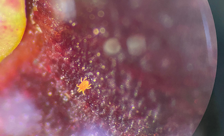 Mais de 1 tonelada de cerejas será destruída após detecção de ameaça