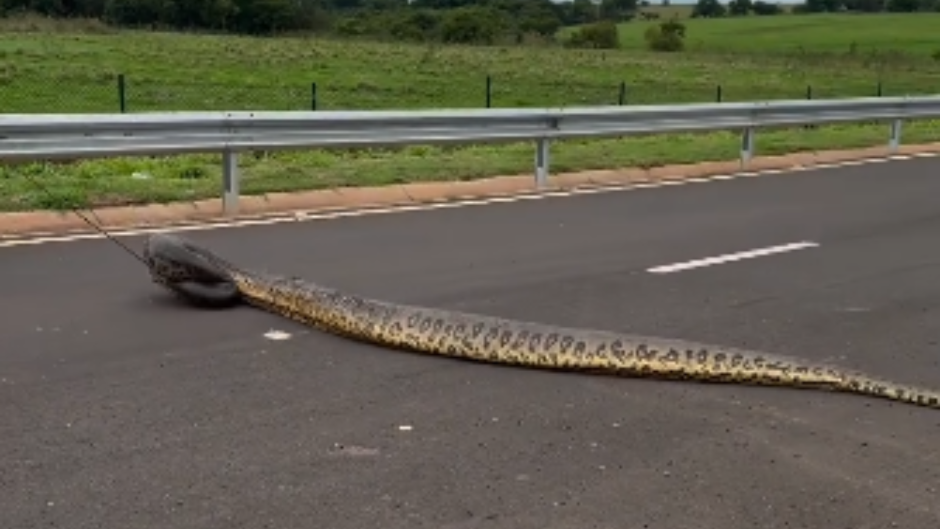 Vídeo mostra resgate inadequado de sucuri em estrada