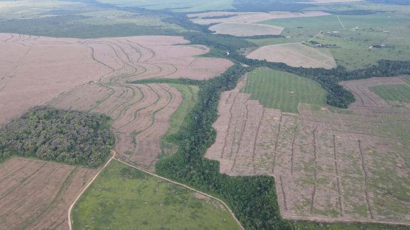 Reconhecimento global: iniciativa brasileira é campeã climática na COP30