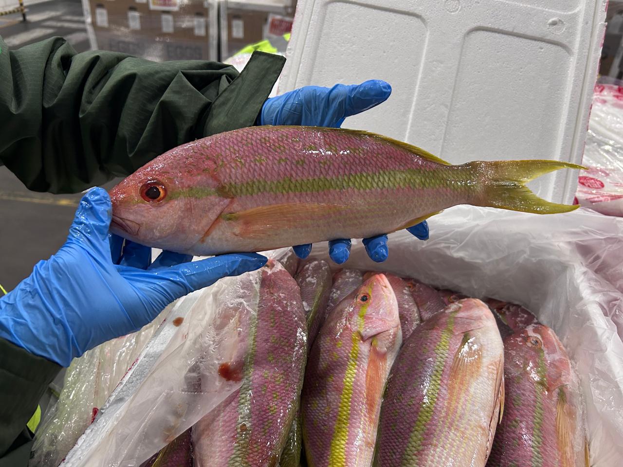 Ibama apreende 2,6 toneladas de peixe ilegal em Viracopos