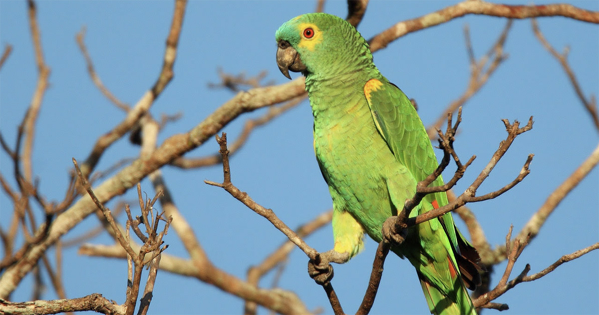 Nova lista cataloga 863 espécies de aves em São Paulo