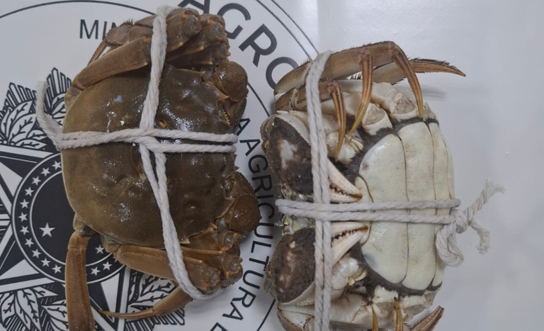 Passageira tenta entrar no Brasil com 240 caranguejos da China escondidos em malas