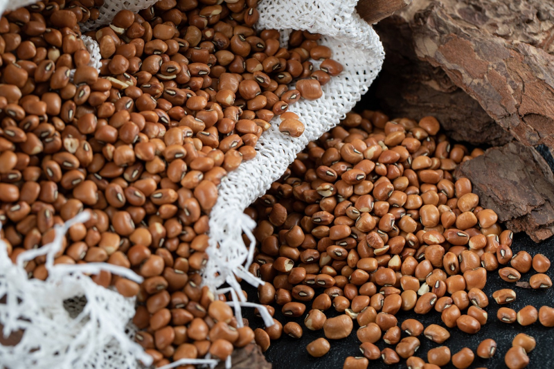 Milho, feijão e cacau puxam alta da produção agrícola baiana em 2026