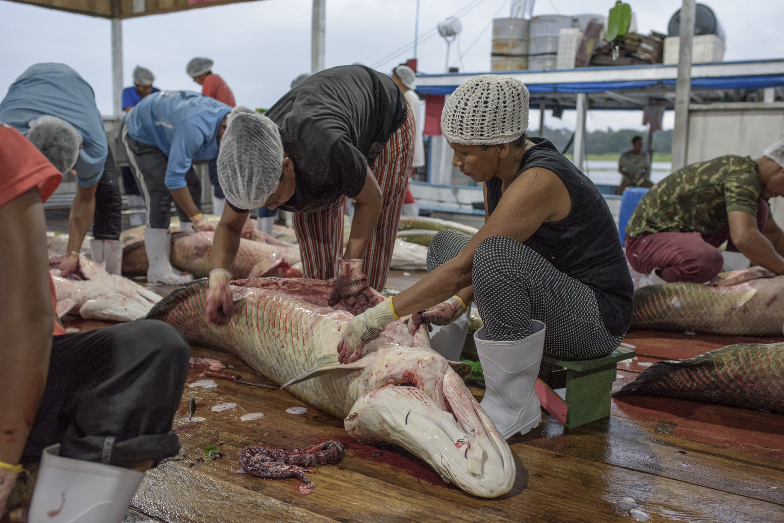 Brasil mapeia DNA do pirarucu para fortalecer bioeconomia amazônica