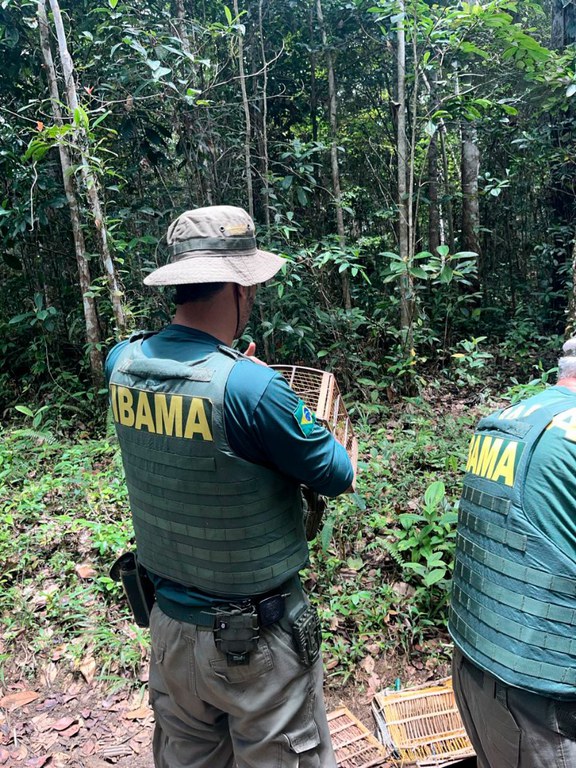 Ibama apreende 268 animais silvestres vítimas de tráfico