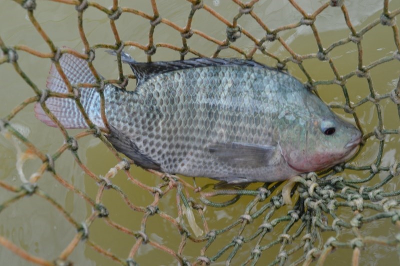 Tilápia impulsiona aquicultura capixaba