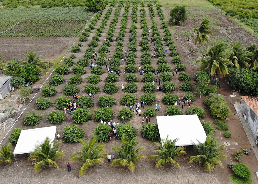 Agricultura familiar gera R$ 20,5 milhões em valor social no São Francisco