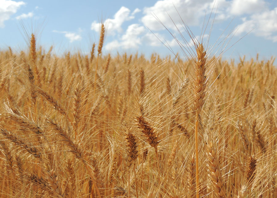 Mercado do trigo em 2027 será tema de congresso da Abitrigo
