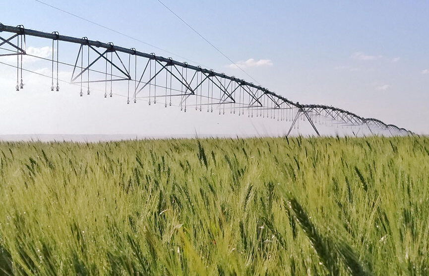 Irrigação correta de trigo no Cerrado reduz emissão de gases