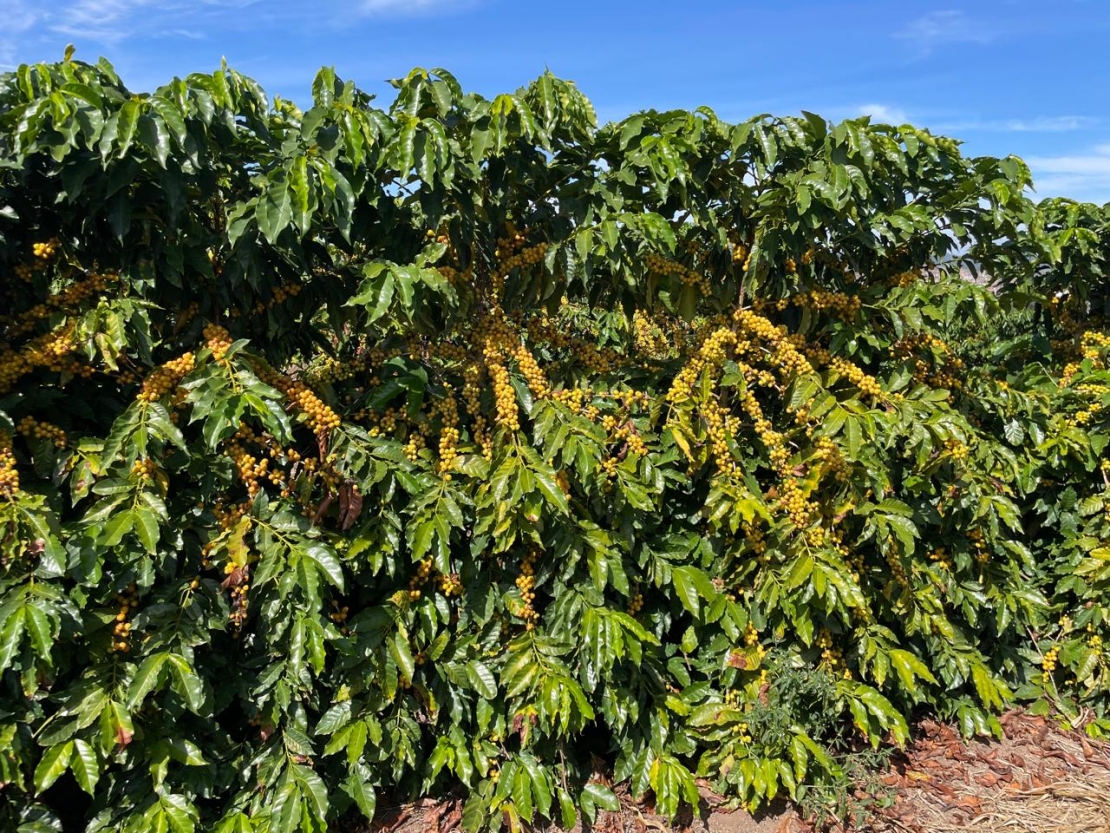 Café do futuro: nova cultivar desafia seca e doenças com qualidade premiada