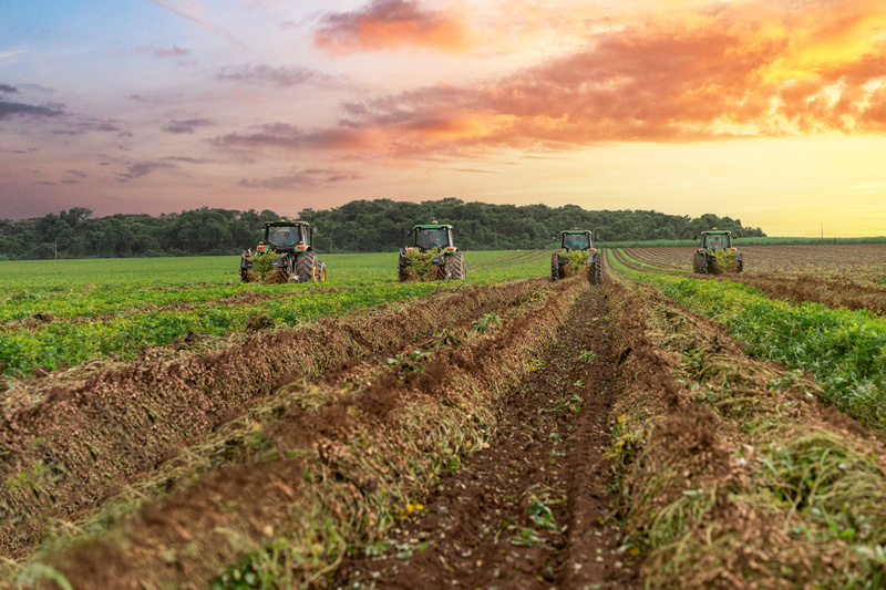 Brasil é 3º em produtividade mundial de amendoim