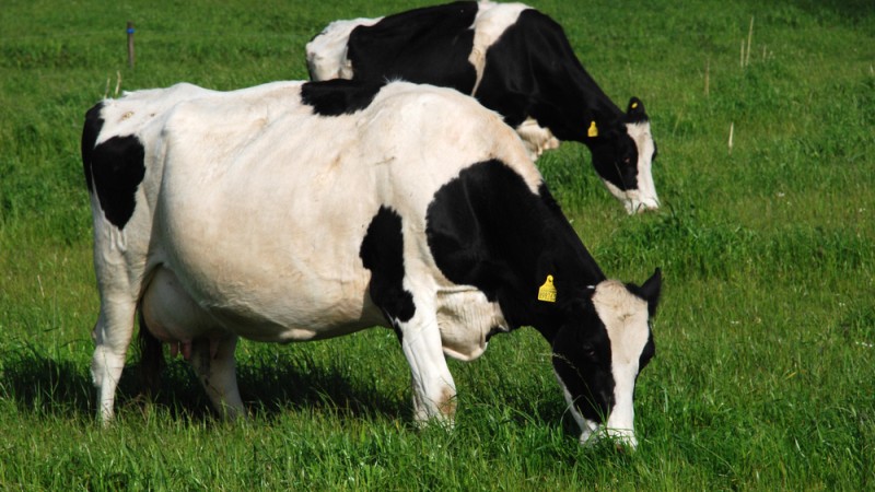 Manejo e nutrição reduzem estresse térmico em vacas leiteiras