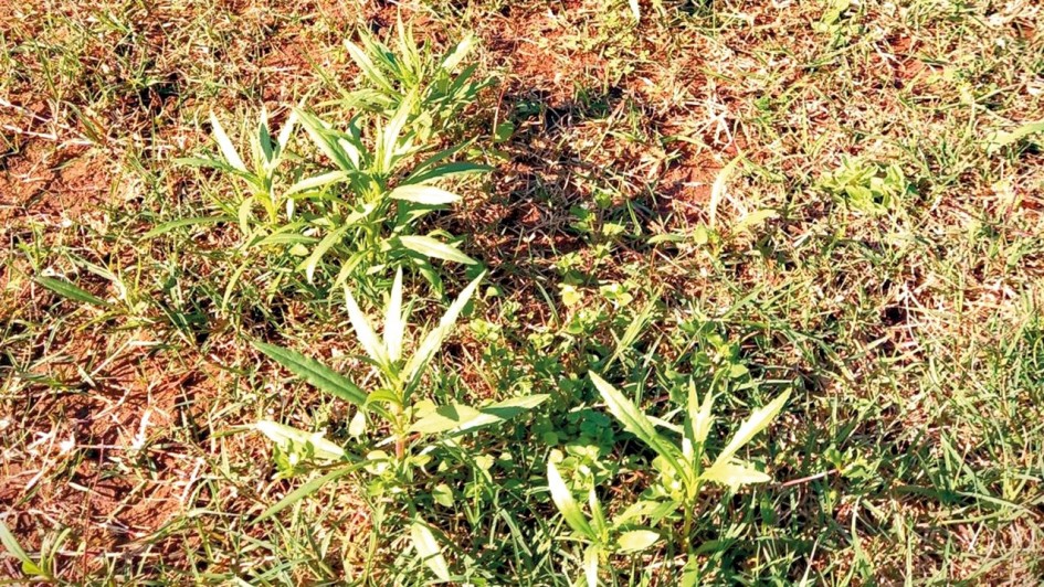 Maria-mole: conheça a planta invasora que mata bovinos