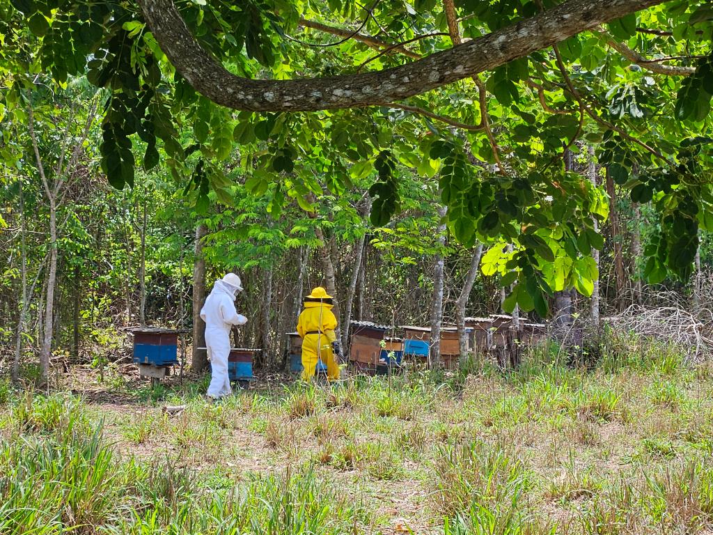 Produção de mel cresce e impulsiona renda de agricultores familiares