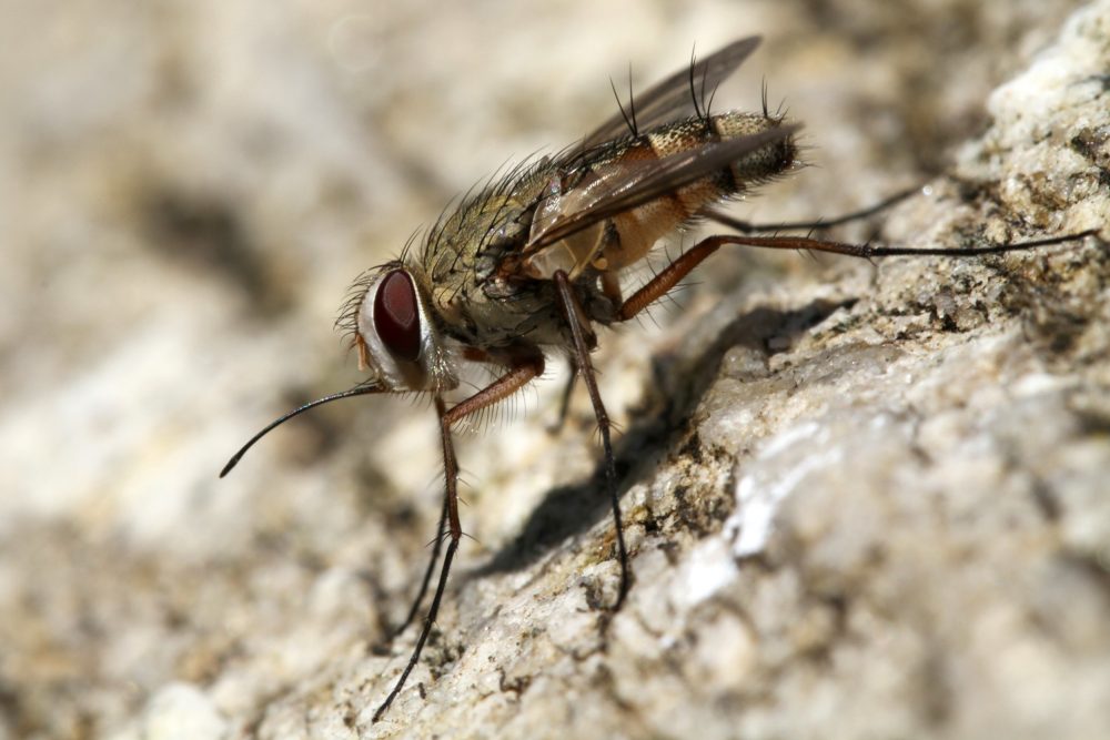 Mosca-dos-estábulos ataca no Brasil e mosca carnívora preocupa autoridades nos EUA