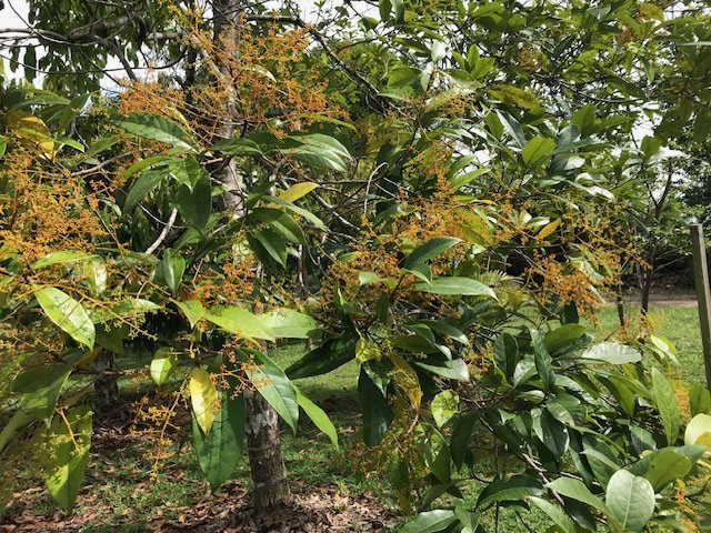 Como a ciência quer salvar o pau-rosa na Amazônia