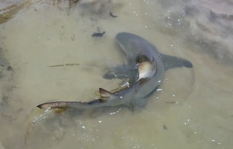 Tubarão-limão é flagrado predando peixe-jaguar em Fernando de Noronha