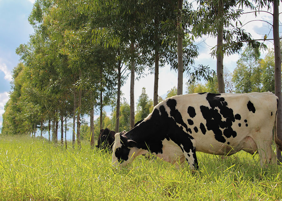 Embrapa lança protocolos para reduzir emissões na produção de leite