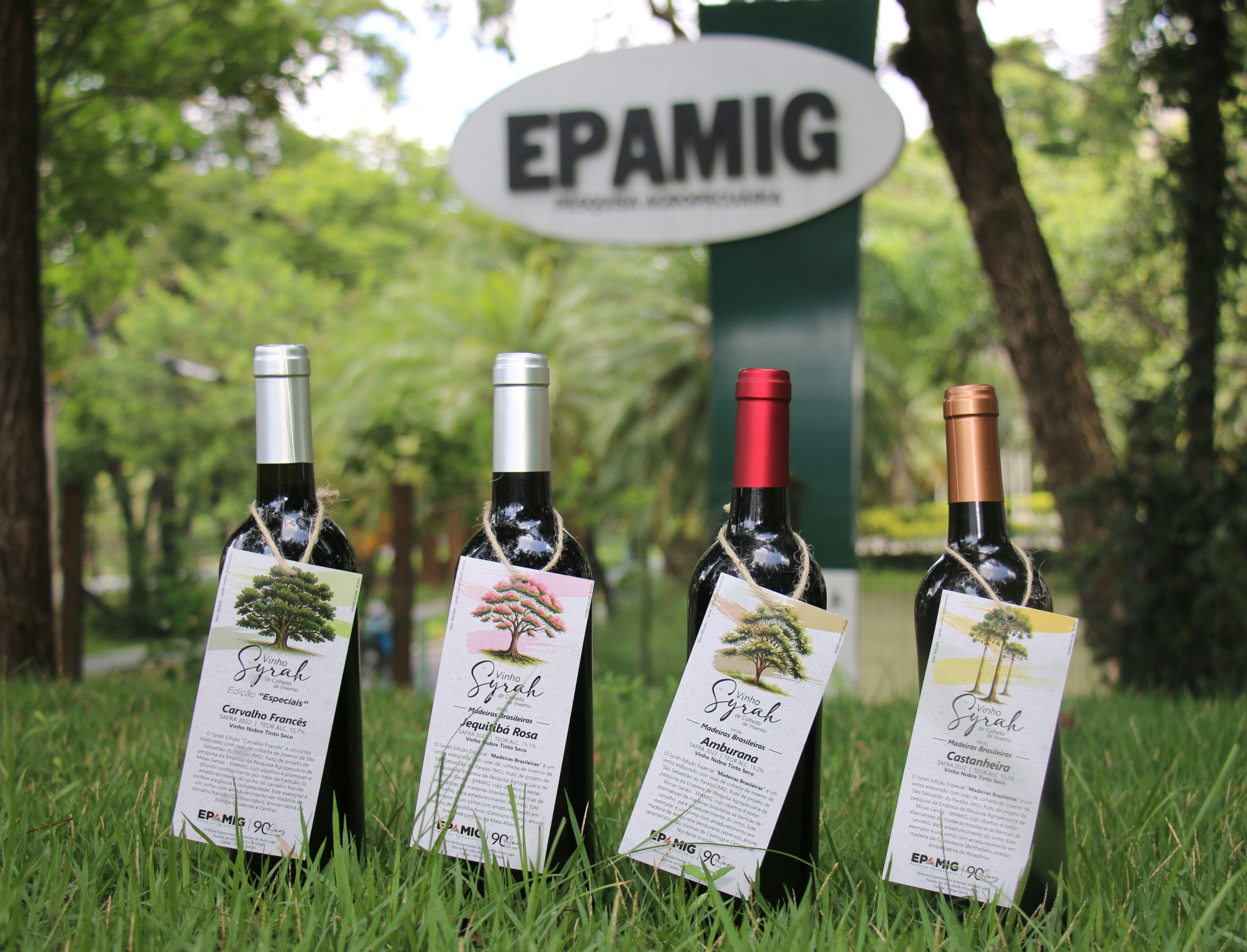 Pesquisa revoluciona produção de vinhos com madeiras nativas brasileiras
