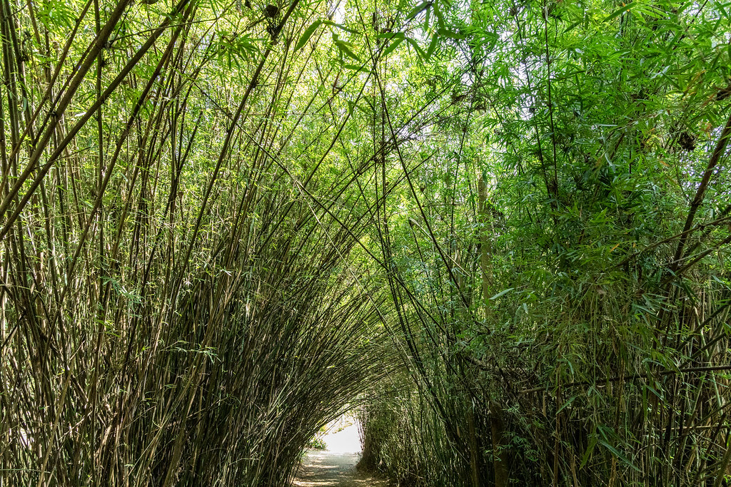 Cultivo sustentável de bambu segue sem regulamentação