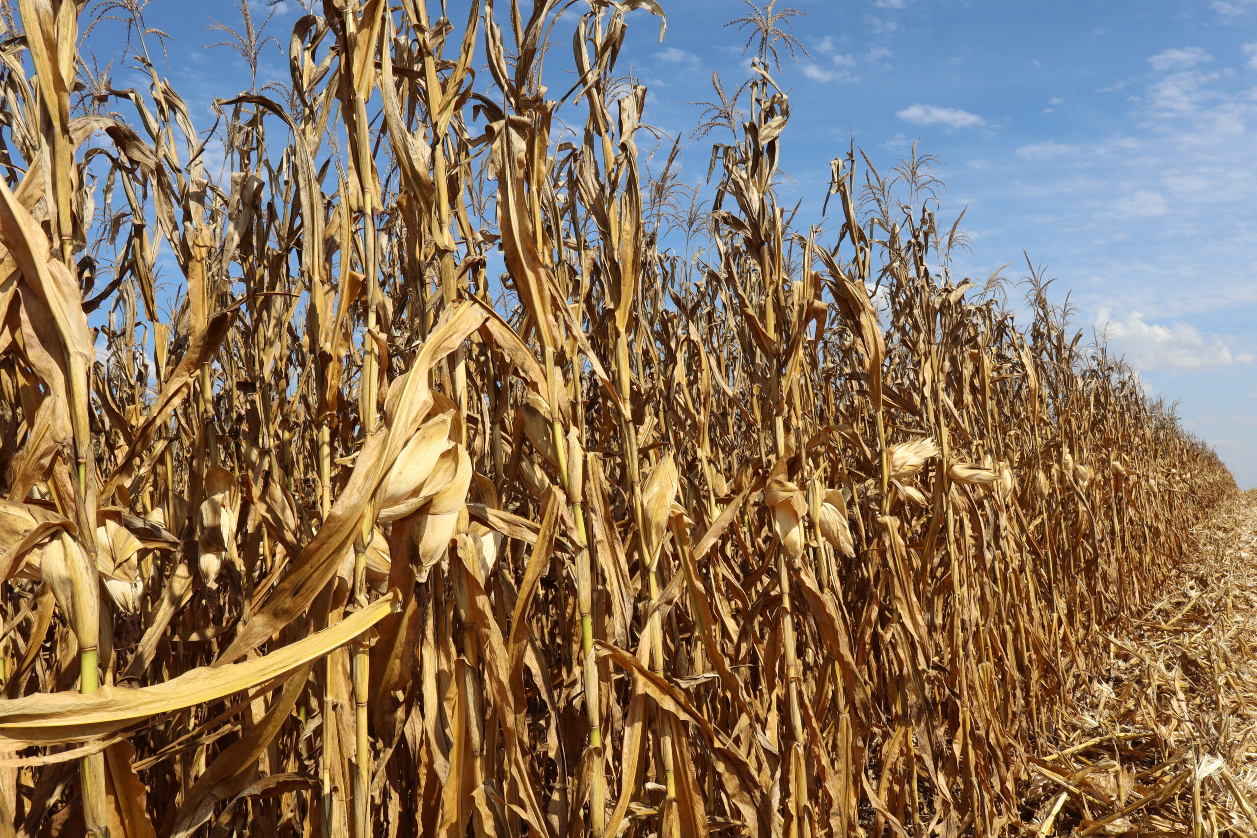 Genética e agricultura digital impulsionam o milho brasileiro
