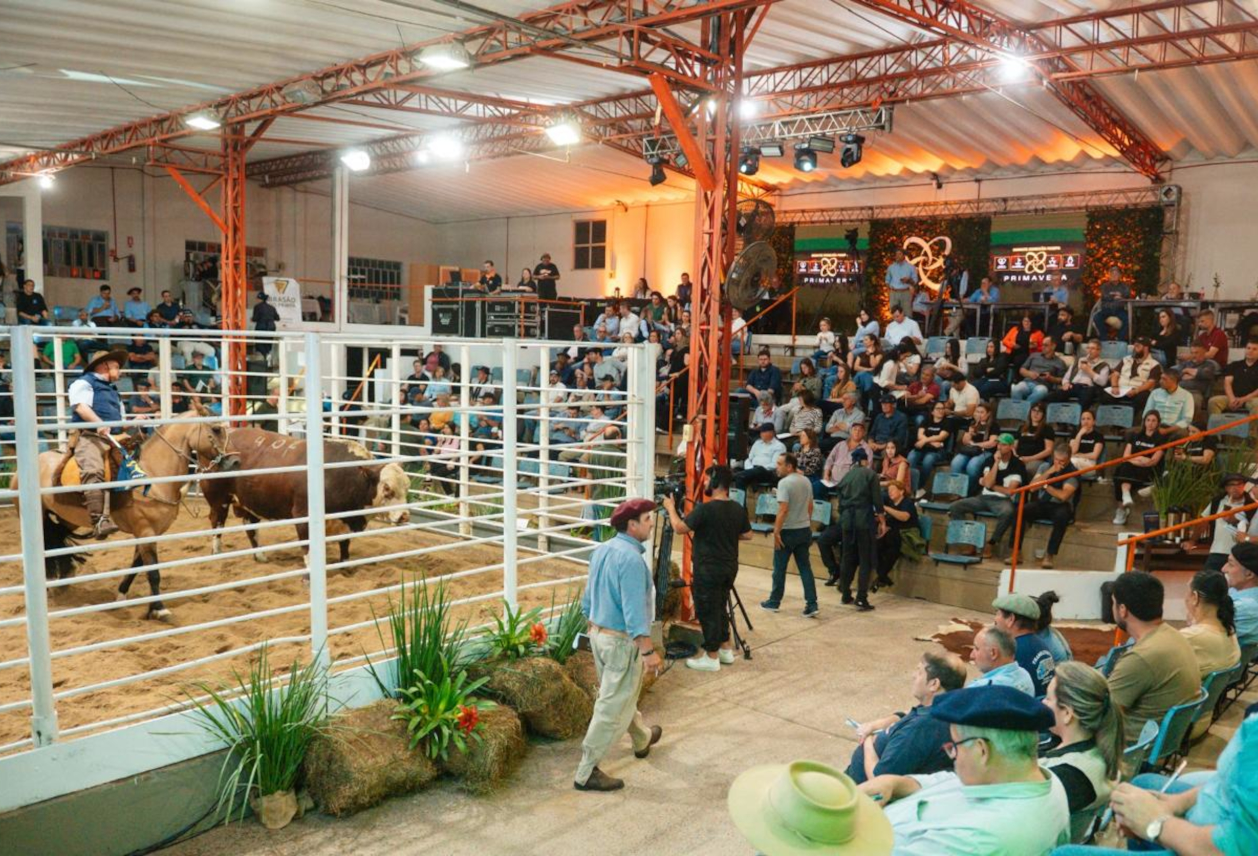 Remates Hereford e Braford batem recorde em 2025