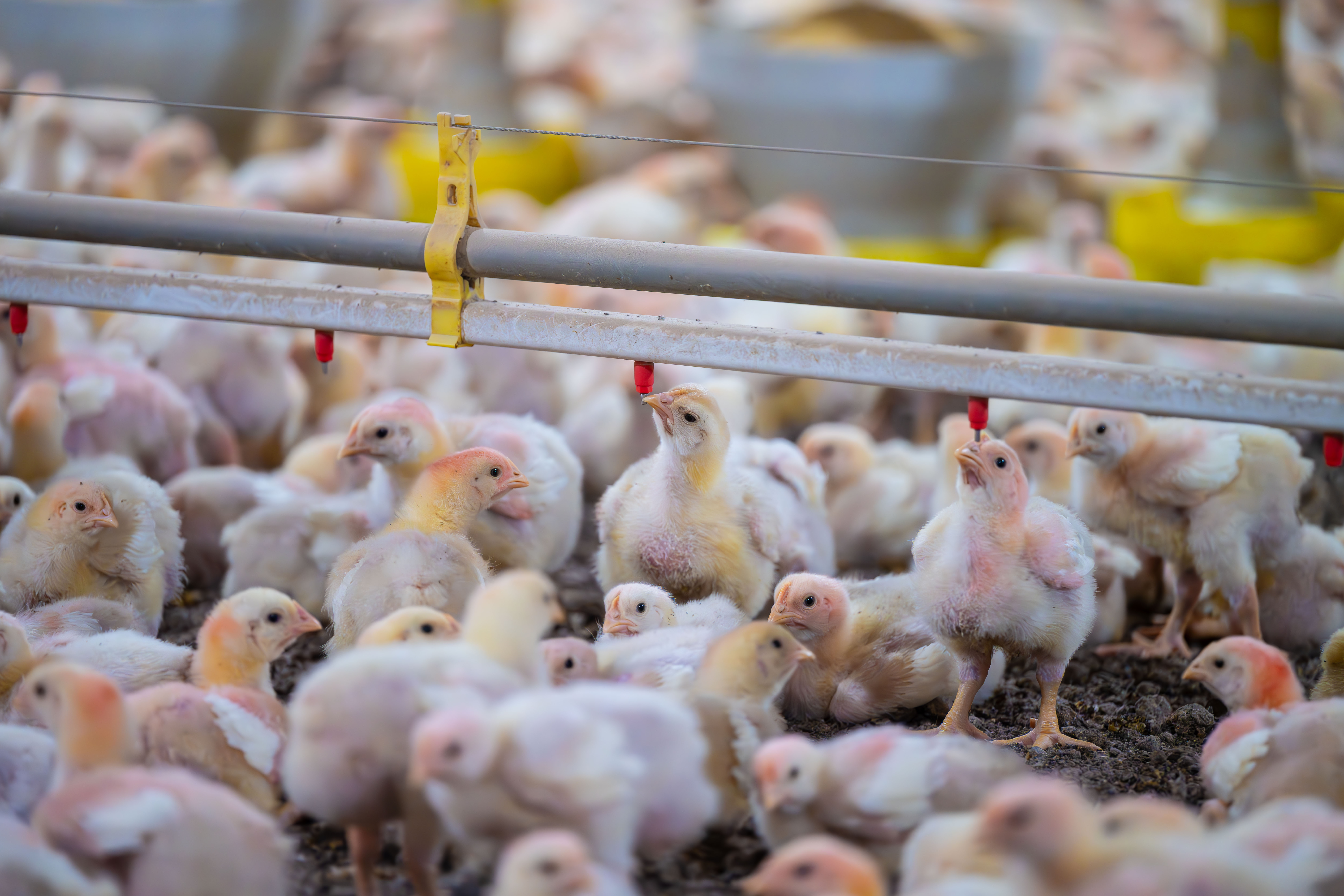 MBRF se une a gigantes do setor em coalizão inédita pelo bem-estar animal no Brasil