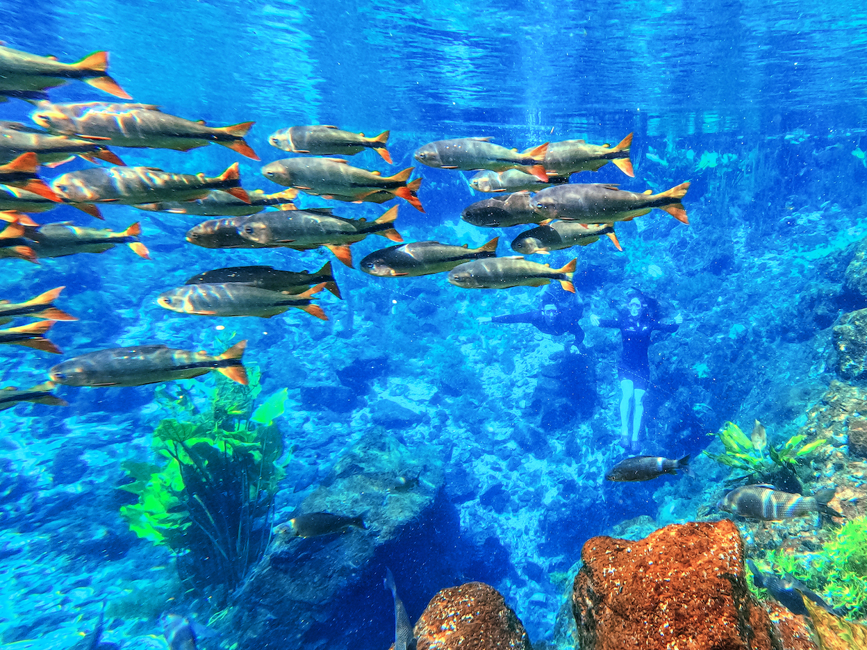 Conheça a Nascente Azul, o local mais visitado em Bonito (MS)