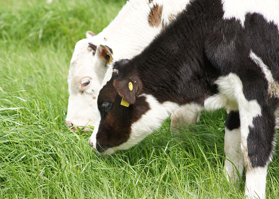 Selo inédito deve impulsionar carnes premium no Brasil