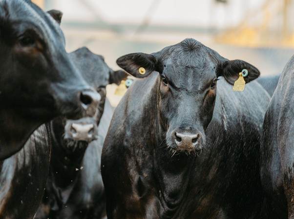Pecuária: concurso avalia número recorde de carcaças Angus