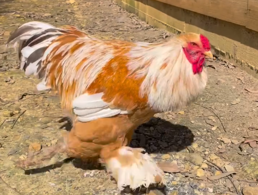 Brahma: conheça a maior raça de galinha do mundo