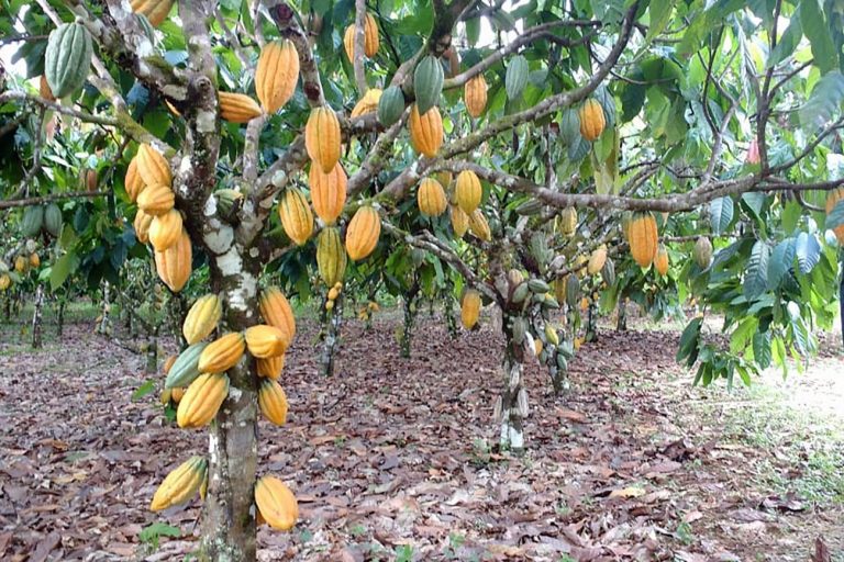 Chocolate pode entrar na alimentação escolar: lei cria incentivos para produção de cacau