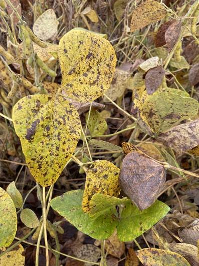 Cercospora avança e pode reduzir produtividade da soja