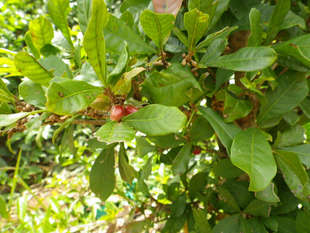 Conheça a fruta do milagre, que muda o paladar das pessoas