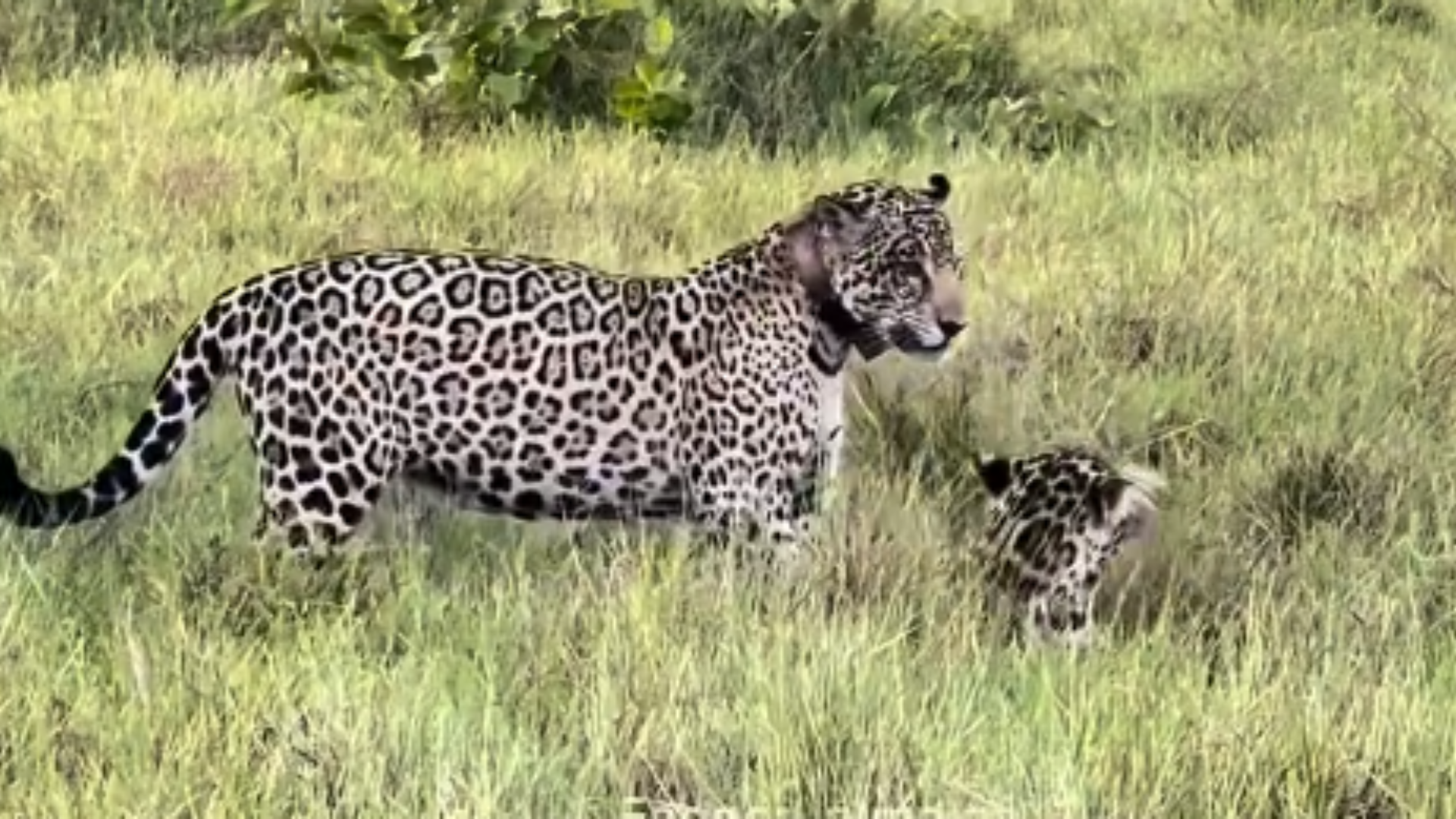Disputa entre onças-pintadas termina com ‘bronca’ da mãe no Pantanal
