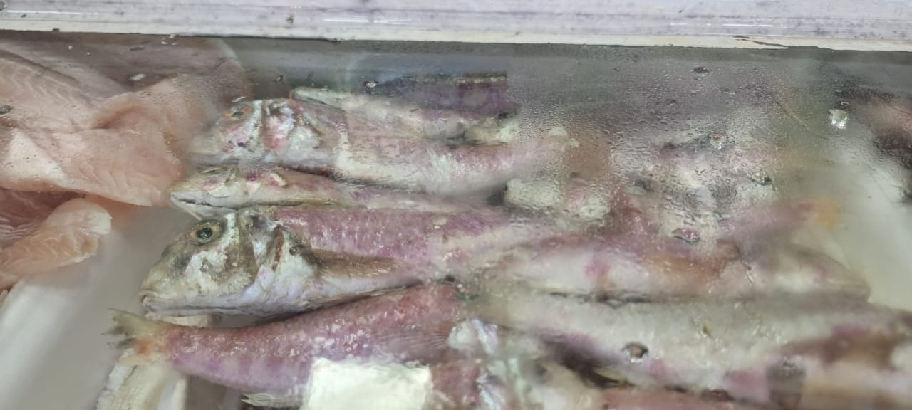 Conheça o peixe trilha, que tem sabor de camarão e preço acessível