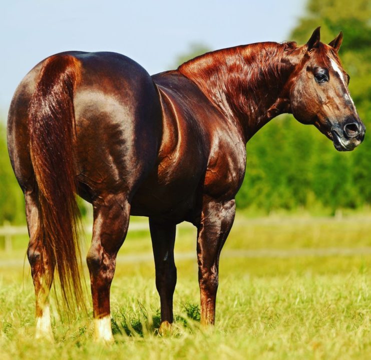 Conheça POP Superhorse: lenda entre os cavalos já produziu 195 campeões