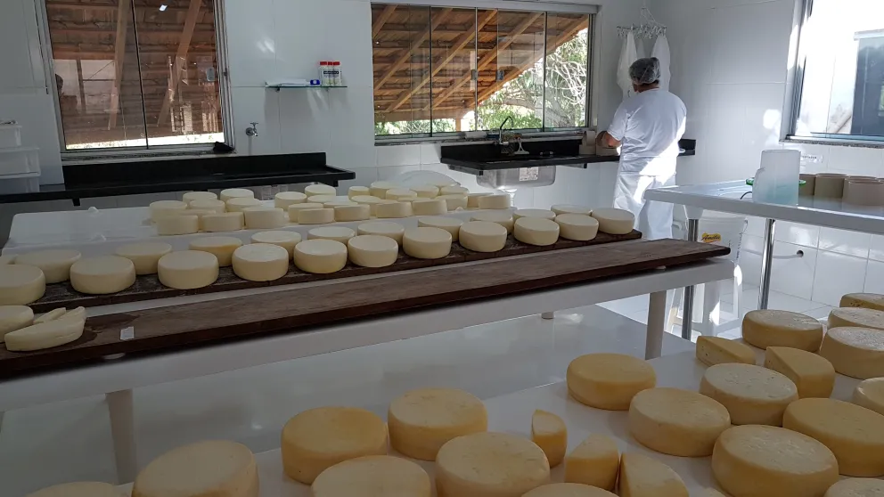 Dia Mundial do Queijo: agroindústrias familiares mineiras movimentam setor com produção recorde