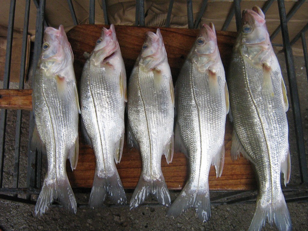 Robalo: peixe brasileiro conquista 3º lugar em ranking de alimentos mais nutritivos