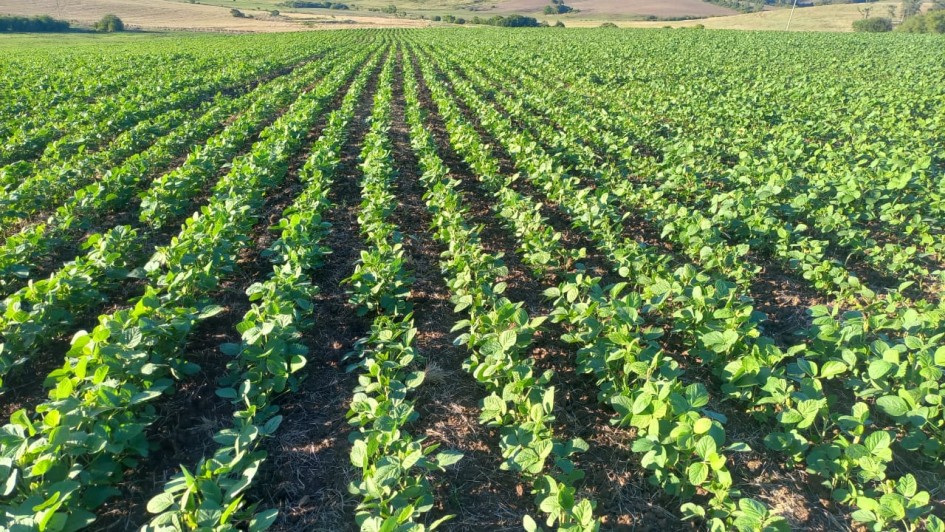 Chuvas intensas freiam plantio, mas favorecem lavouras de soja no RS