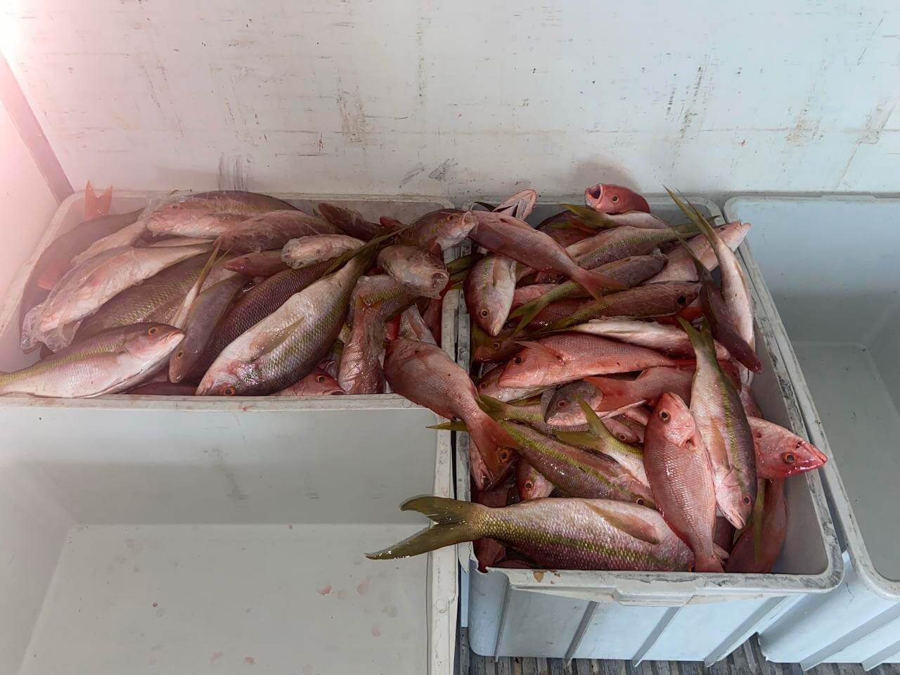 Ibama apreende 1,5 tonelada de peixe-vermelho em operação no Ceará